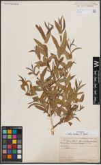 Foto von Salix excelsa S. G. Gmel.